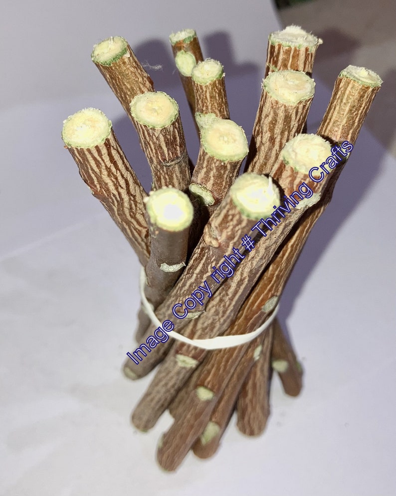 Chewing Datun sticks /Neem Chew Sticks for Healthy Teeth and Etsy