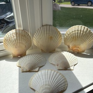 May include: A collection of five off-white scallop shells arranged in a group. Each shell features a fan-shaped design with prominent vertical ridges radiating from the base to the scalloped edge, displaying natural variations in colour and texture.