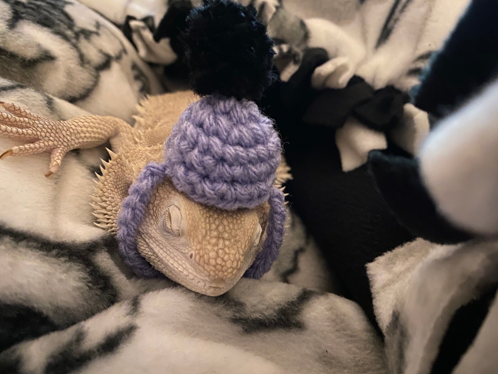 Small Knit Hat for Reptiles Etsy