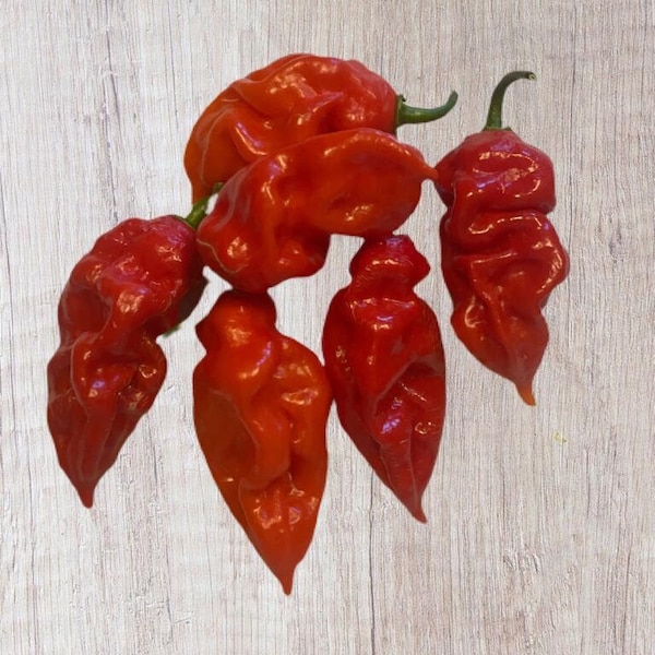 10 Red Devil's Tongue Pepper Seed