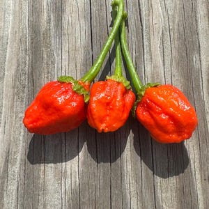 May include: Three vibrant red peppers with green stems and caps rest on a weathered wooden surface. The peppers have a textured, bumpy surface and are brightly lit, showcasing their color and shape. The image is a close-up of the peppers.