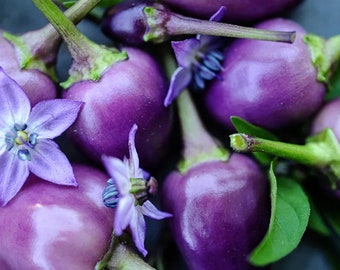 10+ Filius Blue Pepper Seeds