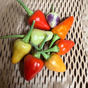 25 Bolivian Rainbow Pepper Seeds