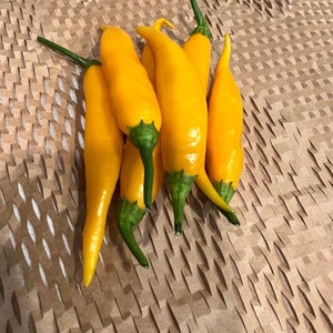 10+ Aji Mango Pepper Seeds