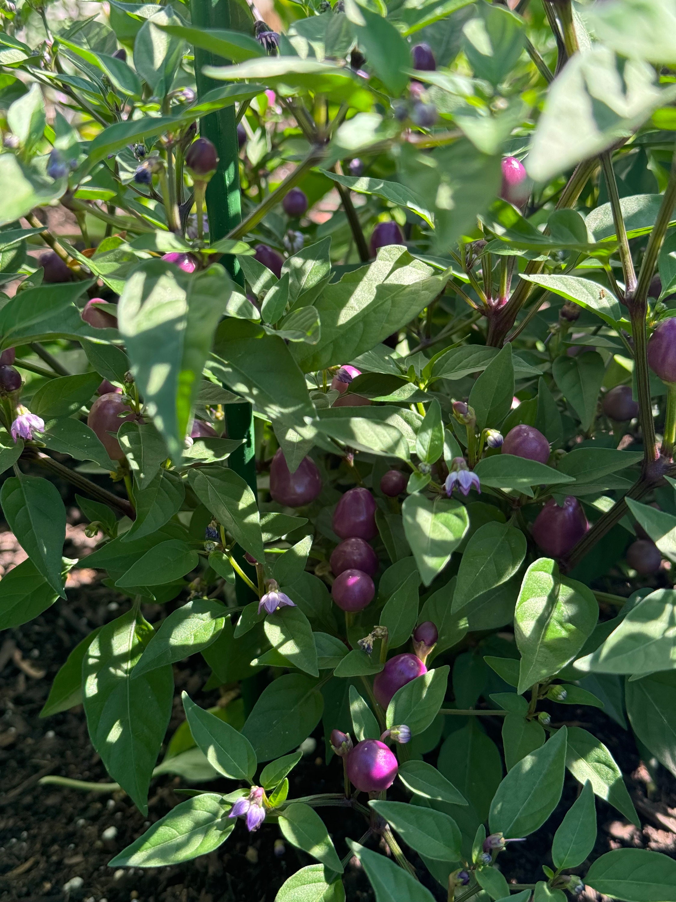 10+ Filius Blue Pepper Seeds - Etsy