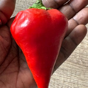 10+ Red Lesya Pepper Seeds
