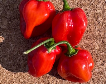 May include: Four vibrant red habanero peppers with smooth, glossy skin and distinctively wrinkled, lantern-like shapes. Each pepper features a short, sturdy green stem attached to the top, showcasing a bright, saturated color palette.