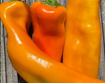 May include: Three fresh peppers with smooth, glossy skins in vibrant shades of yellow and orange. Each pepper features a distinct green stem at the top. The peppers are elongated and curved, displaying natural highlights from sunlight on their surfaces.