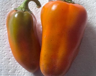 May include: Two fresh bell peppers with smooth, glossy skin. The smaller pepper on the left is a gradient of green and orange, while the larger pepper on the right is a vibrant, solid orange. Both feature green stems at the top of the vegetables.