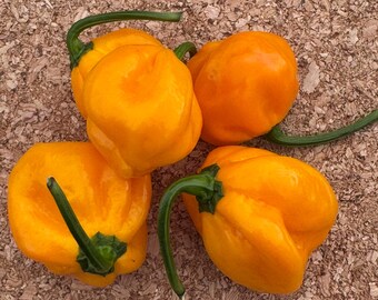 Lemon Habanero Pepper - 10 + Pepper Seeds