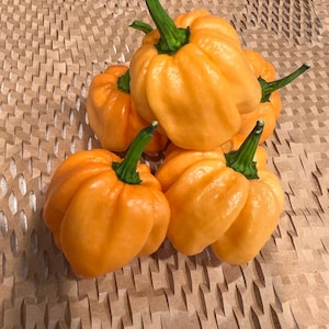10+ Bahamian Goat Pepper (premium seeds)