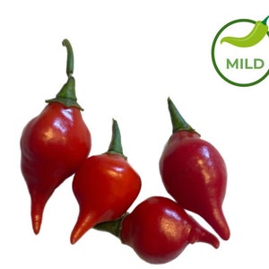 25+ Red Biquinho Pepper Seeds