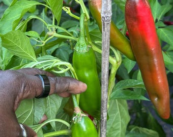 May include: A cluster of chili peppers growing on a green plant, featuring one long, smooth red pepper and several smaller, vibrant green peppers. The peppers are attached to thin stems with broad, pointed green leaves surrounding them.