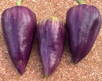 May include: Three bell peppers with a smooth, glossy skin featuring a deep purple color with lighter purple and white vertical streaks. Each pepper has a tapered, pointed shape and a small green stem attached to the top of the vegetable.