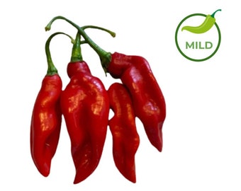 10+ Trinidad Pimento Pepper Seeds (Seasoning Pepper Seed)