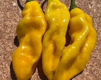 May include: Three bright yellow chili peppers with elongated, wrinkled, and bumpy skin textures. Each pepper features a distinct tapered shape and a small, vibrant green stem attached at the top, showcasing a glossy surface finish throughout.
