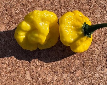 KS Lemon Starburst Pepper Seeds - 10 + Seeds