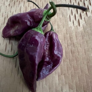 10+ Purple Ghost Pepper Seeds- Bhut Jolokia-Rare Seed