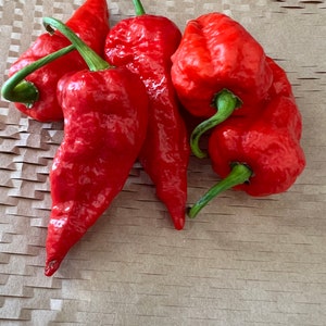 10+ Ghost Pepper Seeds-Red Bhut Jolokia