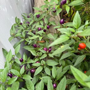 25 Pretty in Purple Hot Pepper Seeds