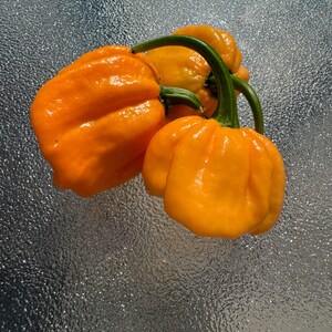 10+ Scotch Bonnet Freeport Orange Pepper Seeds