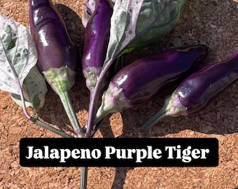 Jalapeño Purple Tiger Pepper Seeds - 25 Seeds