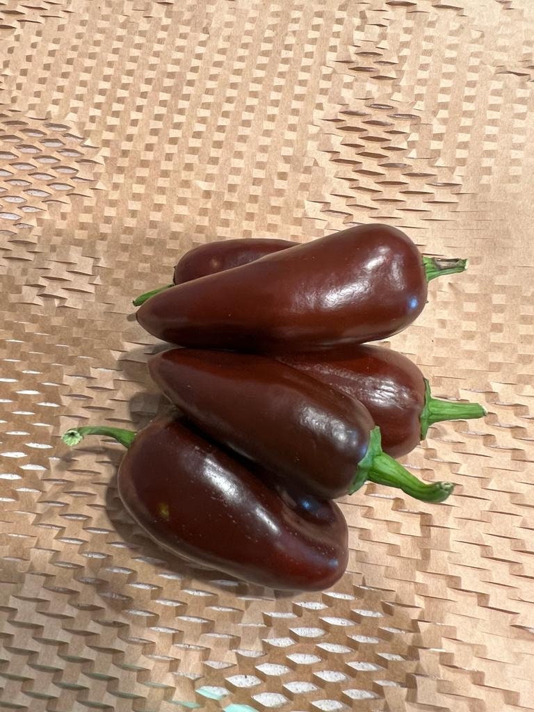 10+ Chocolate Jalapeño Pepper Seeds