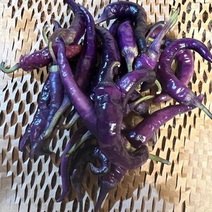 10+Buena Mulata Pepper Seeds