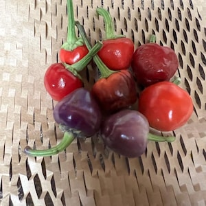 25  Purple Pumpkin Cili Pepper Seeds