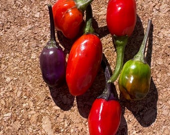 Cuban Candy Fish Pepper Seeds 25+