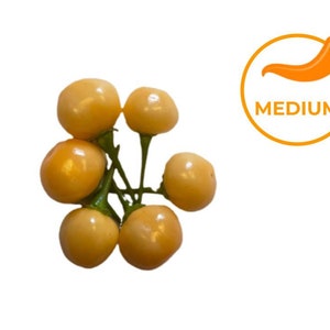 10+ Aji Peach Charapita Pepper Seeds