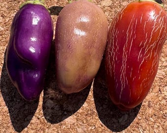 May include: Three eggplants with green stems arranged in a row. The first is deep purple and smooth. The second is a pale, muted lavender-tan color. The third is a vibrant reddish-orange with distinct, light-colored vertical striations.