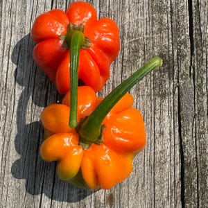 May include: Two vibrant orange peppers with green stems rest on a weathered wooden surface. The peppers have a unique, lobed shape, and the sunlight highlights their glossy texture. The background is a rustic, gray-toned wood.