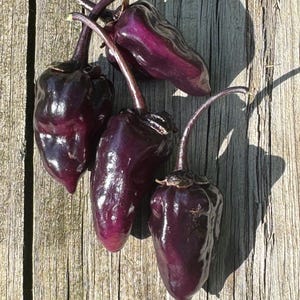 May include: Four dark purple peppers with stems, arranged on a weathered wooden surface. The peppers have a glossy sheen and a slightly wrinkled texture. The stems are a darker shade of purple, and the background is a light brown.