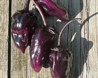 May include: Four dark purple peppers with stems, arranged on a weathered wooden surface. The peppers have a glossy sheen and a slightly wrinkled texture. The stems are a darker shade of purple, and the background is a light brown.