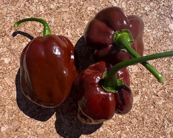 May include: Three whole chocolate habanero peppers with smooth, glossy, dark brown skin and vibrant green stems. The peppers have a rounded, slightly lobed shape and are arranged together, showcasing their deep color and firm, reflective texture.