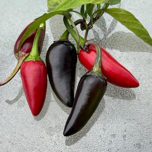 25 Purple Jalapeno Pepper Seeds