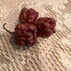 10+ Trinidad 7 Pot Douglah Pepper Seeds