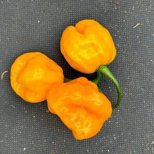 10+ Scotch Bonnet Marabella Market Yellow Pepper Seeds