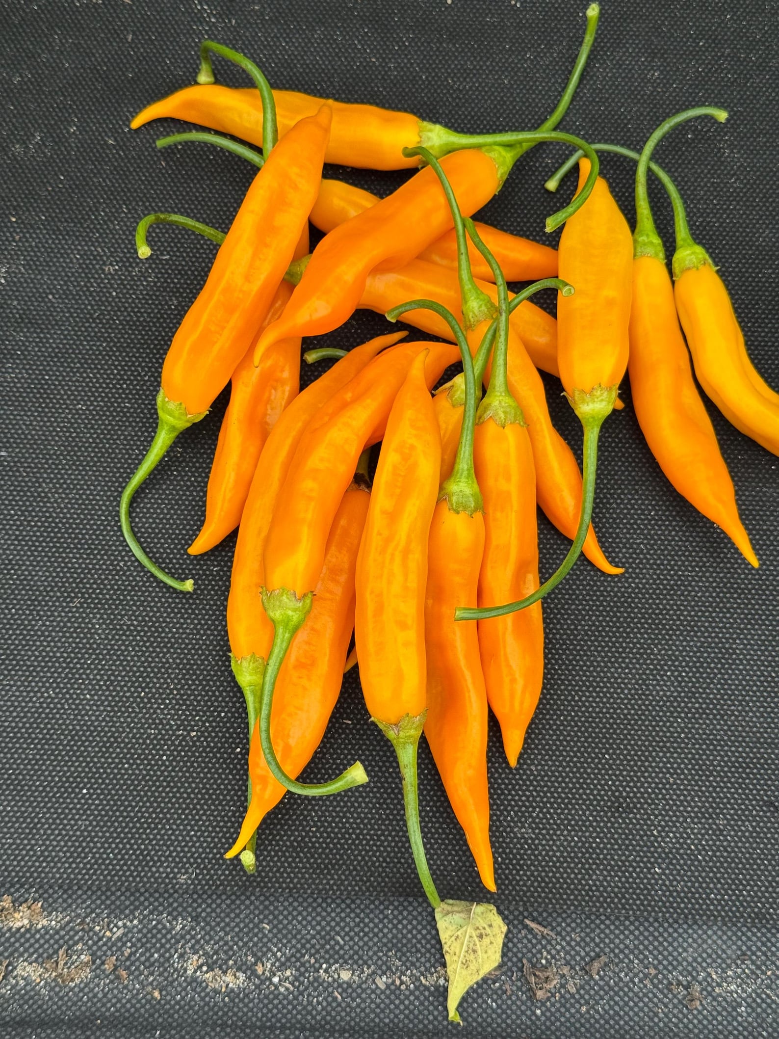 Aji Gold Pepper