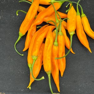 25 Aji Golden Pepper Seeds