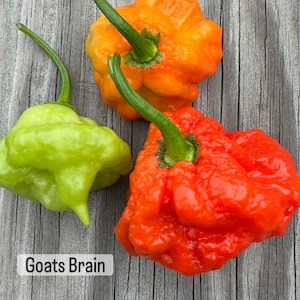 10+Goats Brain Pepper Seeds
