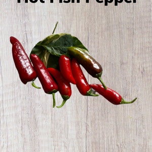 10+Hot Fish Pepper Seeds