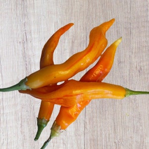 10 Striped Sugar Rush Bacon Pepper Seeds