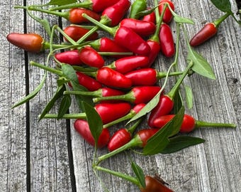 Thai Culinary Pepper Seeds 25+