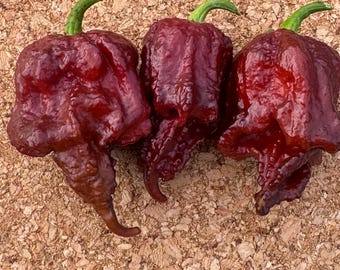 May include: Three dark maroon, wrinkled chili peppers with glossy, textured skin and small green stems. Each pepper features a bulbous, irregular shape with a pointed, curved tail at the bottom, displaying a deep, saturated red-purple color.