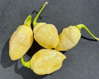 Aribibi King Pepper Seeds - 10 + Seeds
