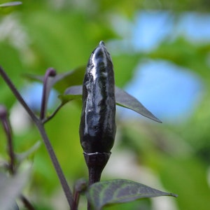 10+ Royal Black Pepper Seeds
