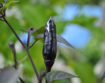 10+ Royal Black Pepper Seeds