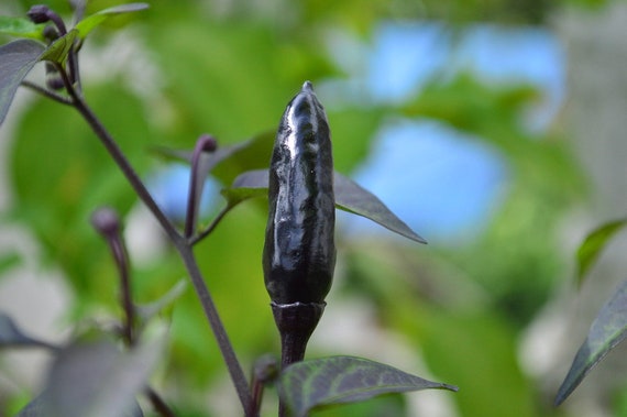 10+ Royal Black Pepper Seeds